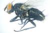 Sarcophaga sp.